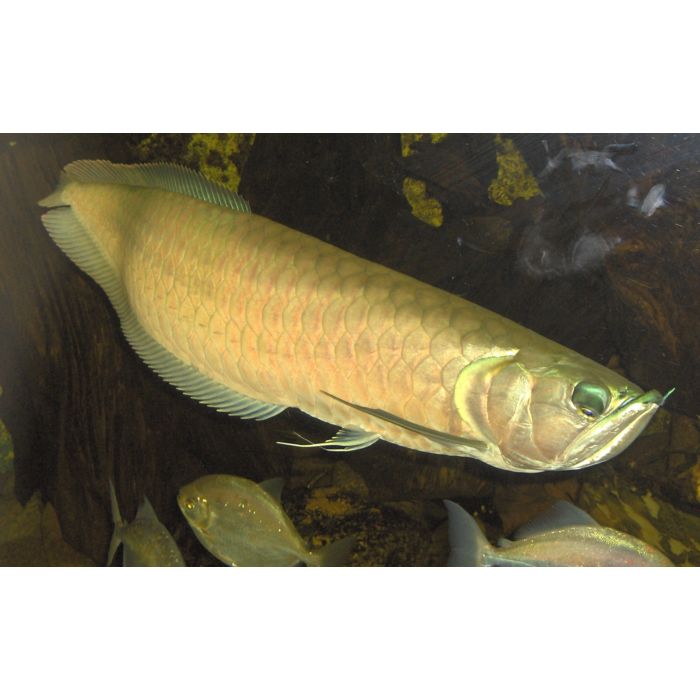 Osteoglossum Bicirrhosum Silber Arowana