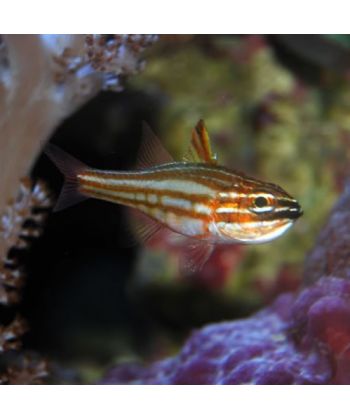 Apogon margaritophorus - Roodgestreepte Kardinaalbaars