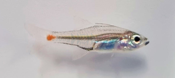 Apogon parvulus - Roodvlek Kardinaalbaars