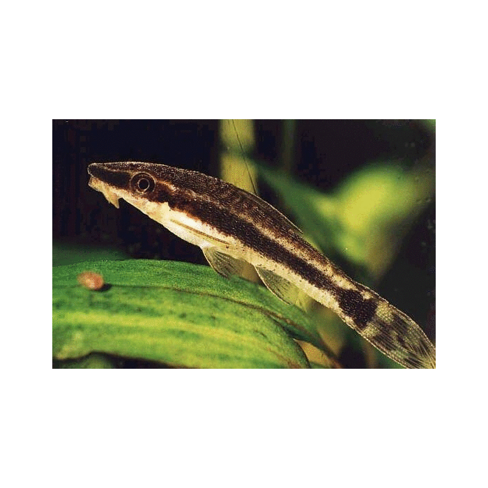 Otocinclus Affinis Vitattus Dwergalgeneter