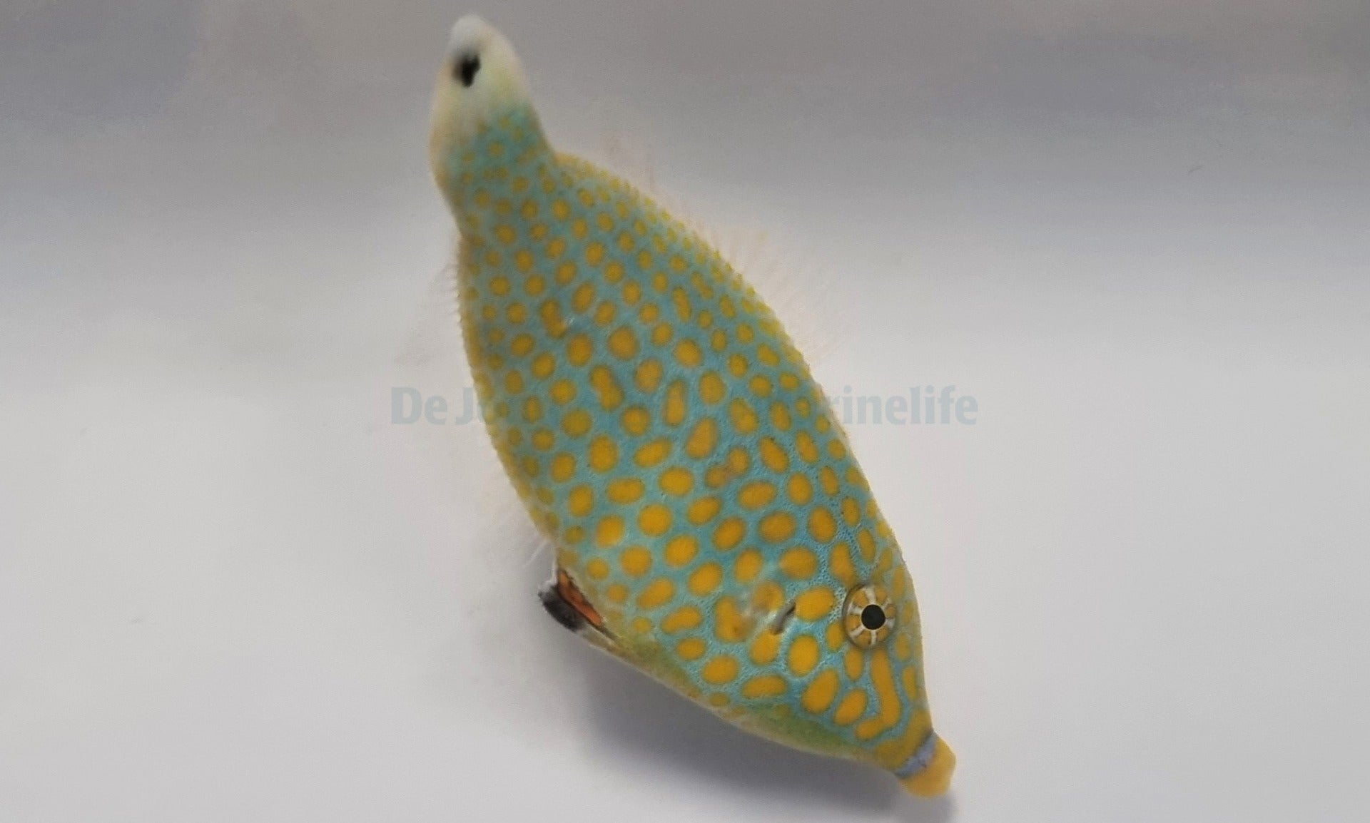 Oxymonacanthus halli (Rode zee) - Red Sea longnose filefish