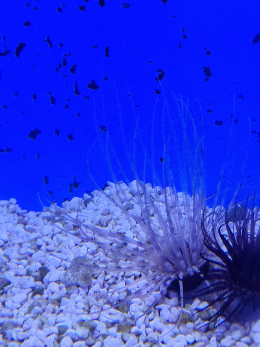 Pachycerianthus spp. (Colored) - Cylinder anemone (Colored)