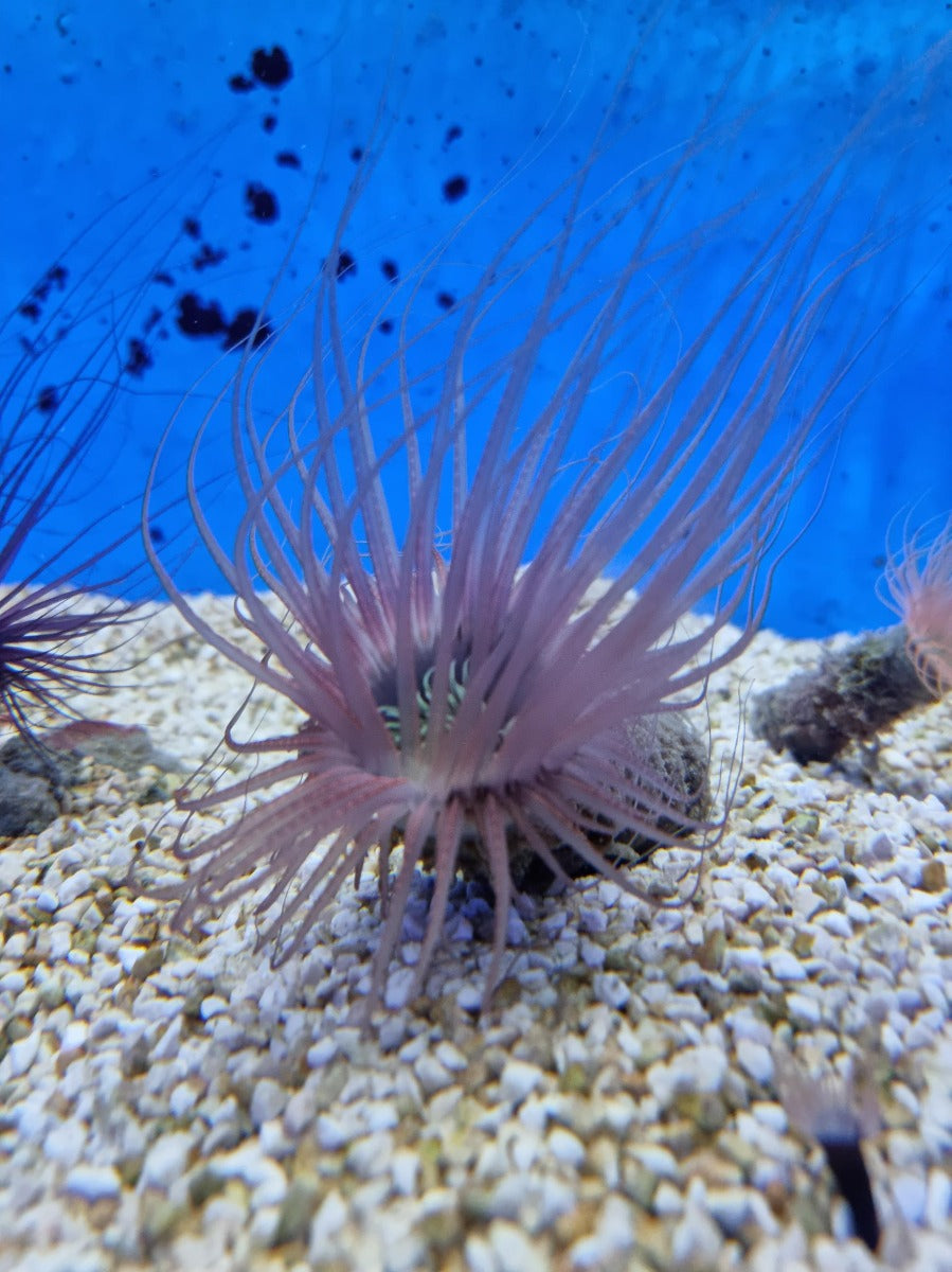 Pachycerianthus spp. (Colored) - Cylinder anemone (Colored)