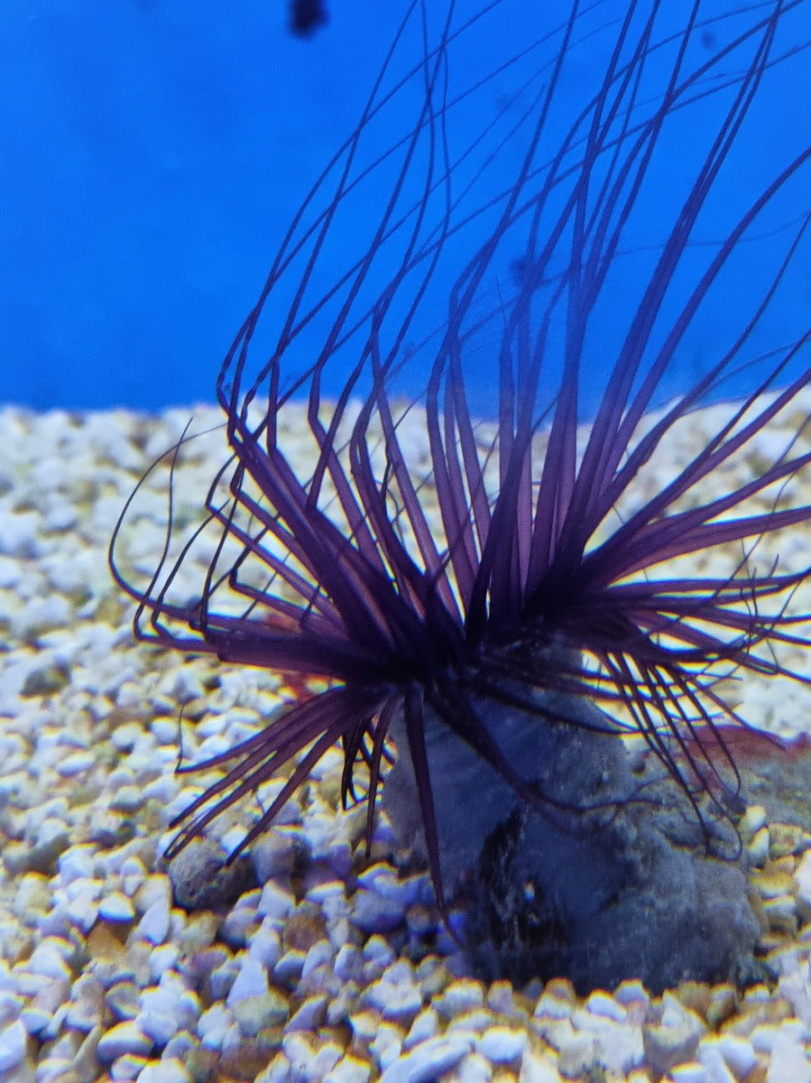 Pachycerianthus spp. (Dark) - Cylinder anemone (Dark)