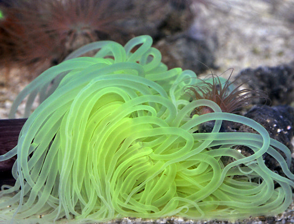 Pachycerianthus spp. (Groen) - Cylinder anemone (Groen)
