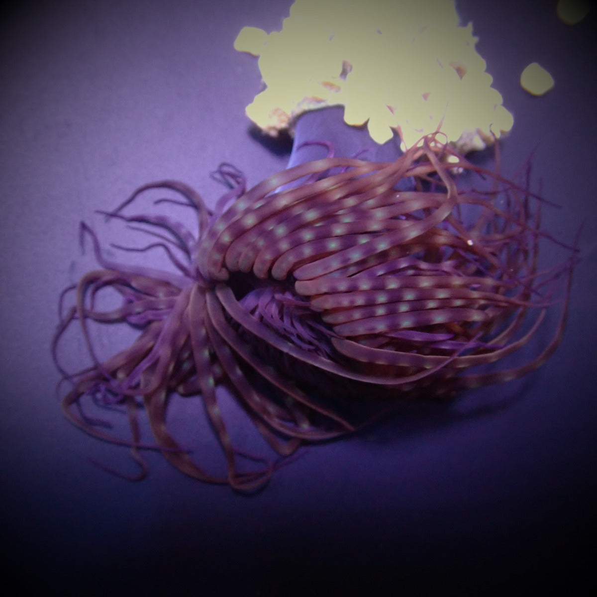 Pachycerianthus spp. (Dark) - Cylinder anemone (Dark)