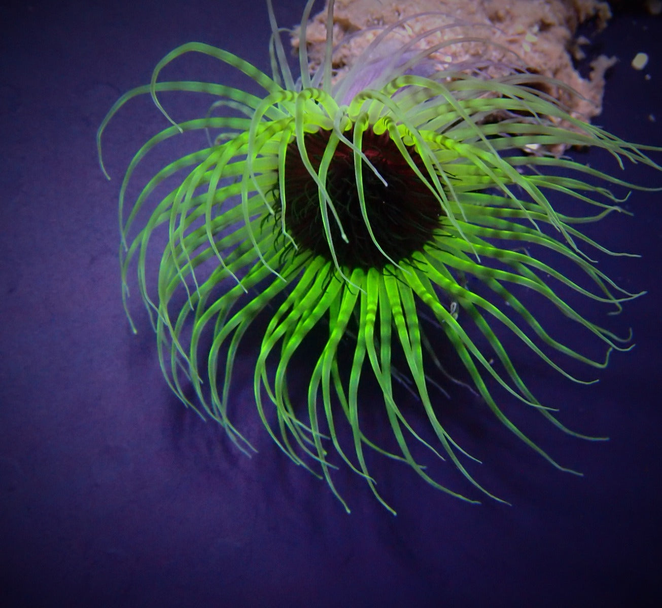 Pachycerianthus spp. (Groen) - Cylinder anemone (Groen)