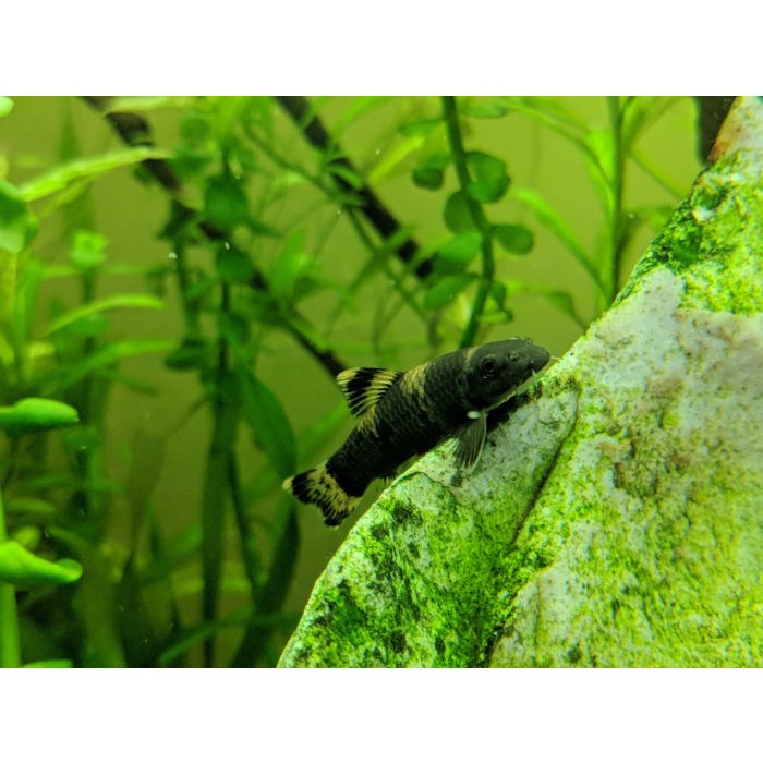 Garra Flavatra / Panda Garra