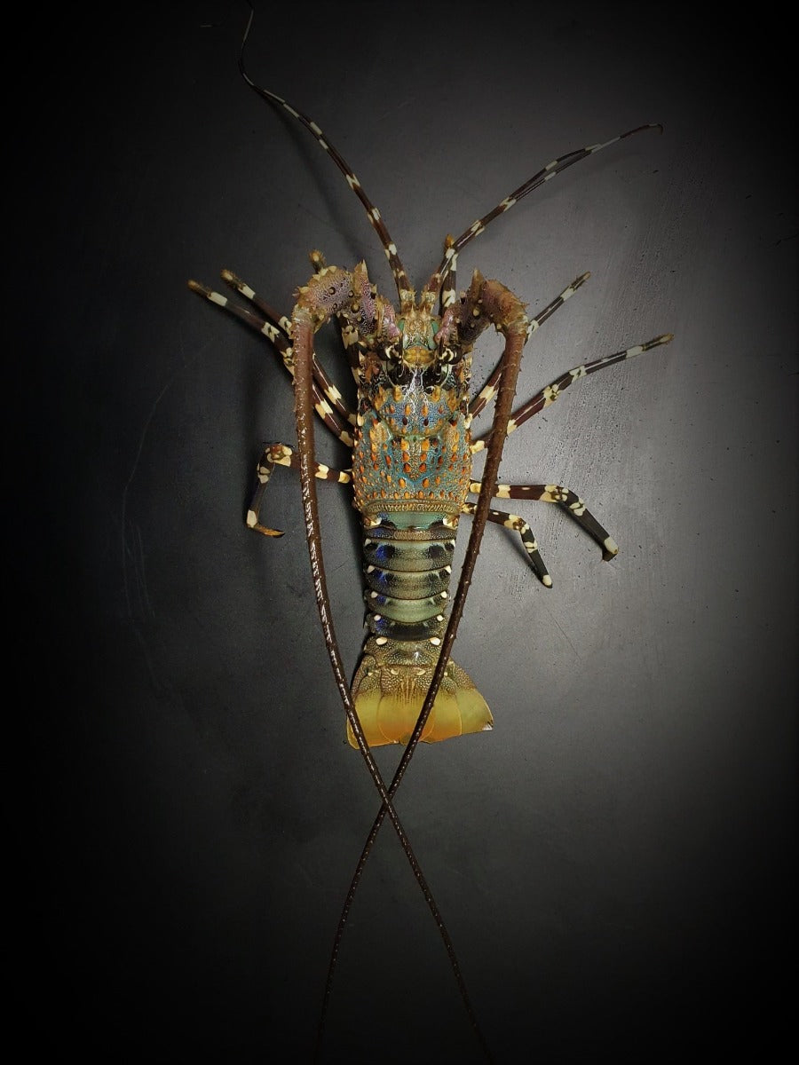 Panulirus ornatus - Ornate spiny lobster