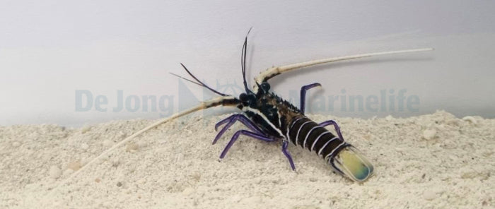Panulirus versicolor - Painted spiny lobster