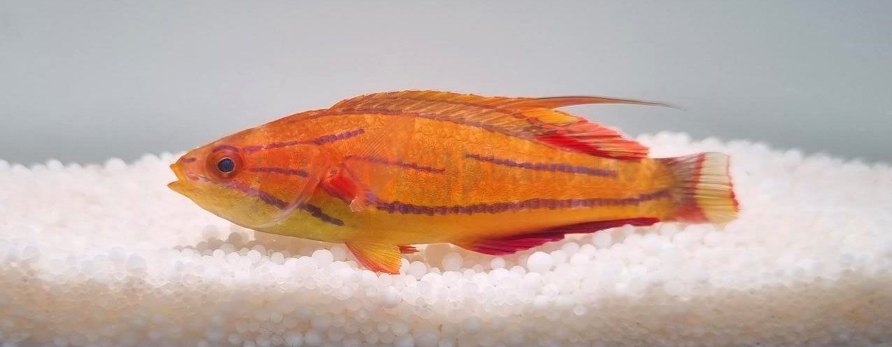 Paracheilinus mccoskeri - McCoskeri's Lipvis