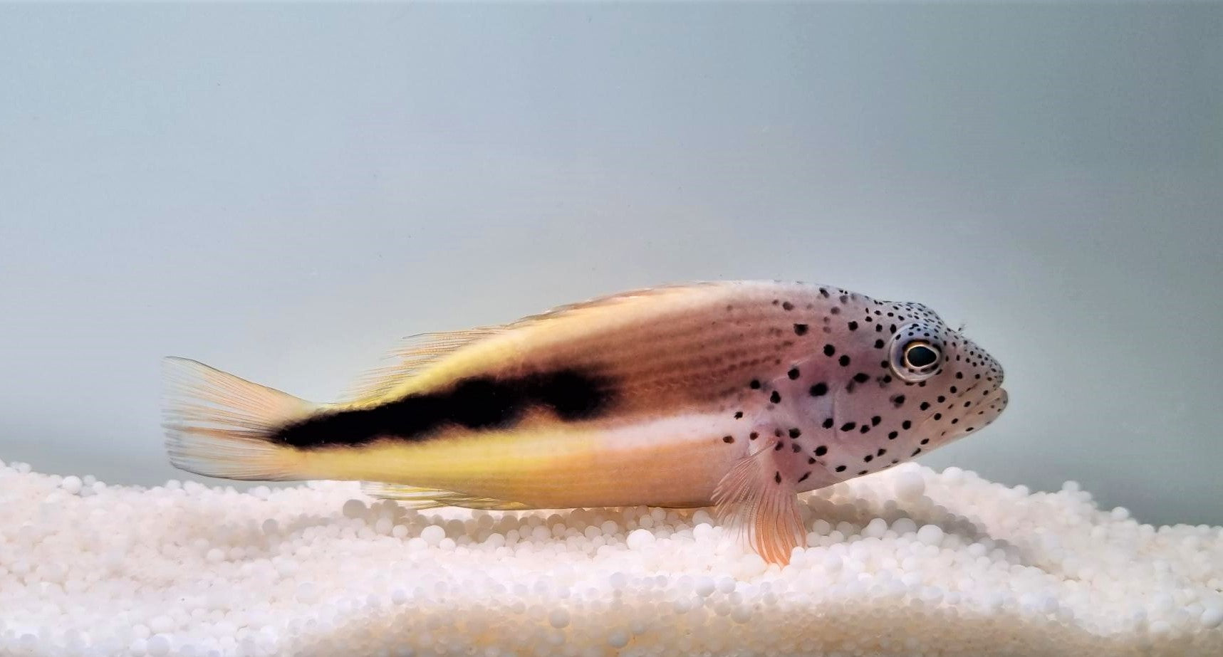 Paracirrhites forsteri - Slanke Koraalklimmer