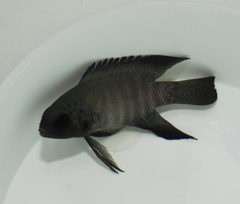 Paraplesiops poweri - Northern Blue Devil