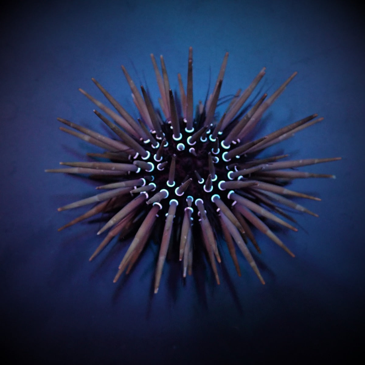 Parasalenia gratiosa - Parasalenia urchin