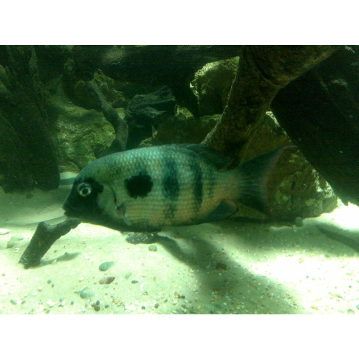 Paretroplus Maculatus Madagascar Cichlide