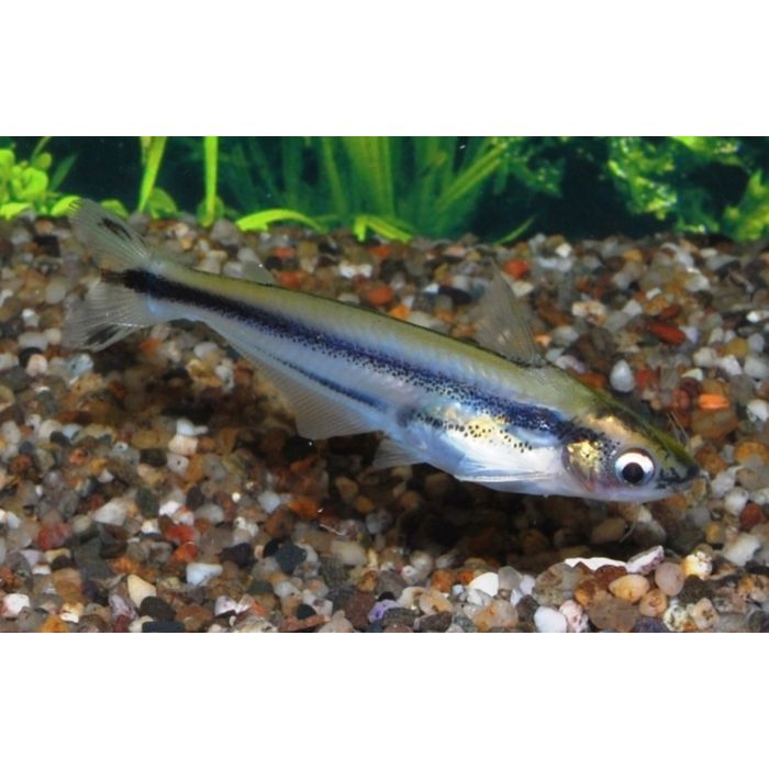 Pareutropius Debauwi / Afrikaanse Gestreepte Glasmeerval