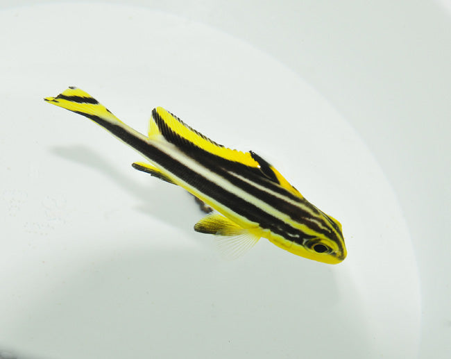 Diagramma pictum - Painted sweetlips