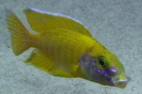 Aulonocara Peacock Sunshine Malawi Cichlide