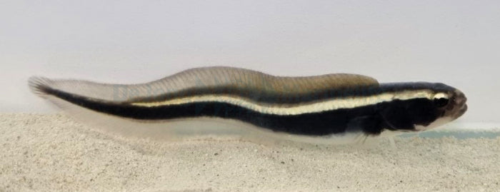 Pholidichthys leucotaenia - Convict blenny