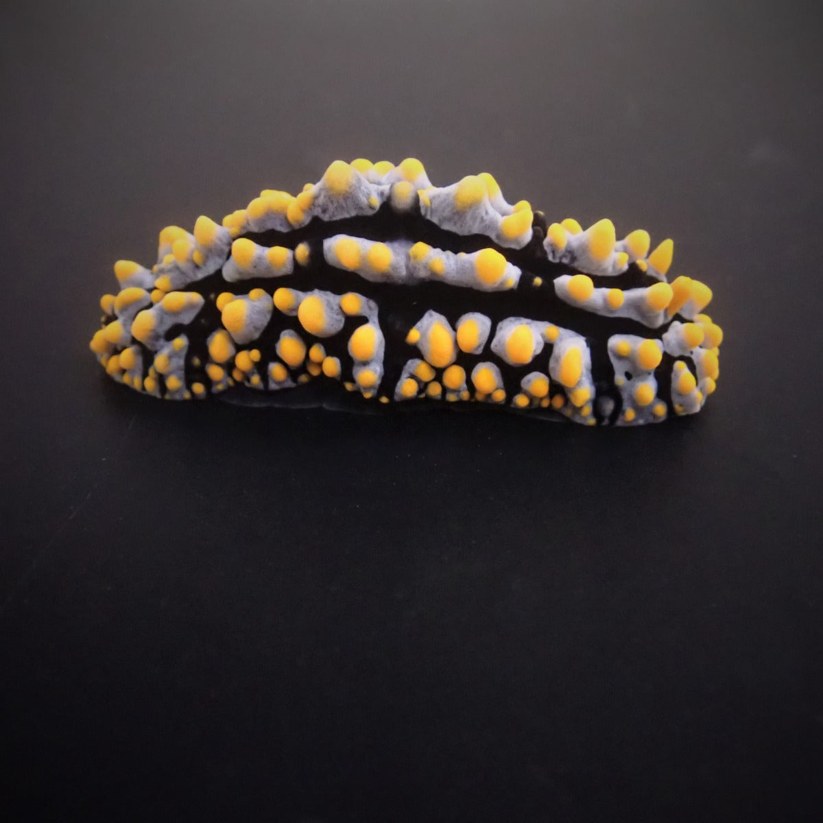 Phyllidia varicosa - Swollen Phyllidia