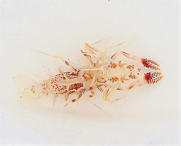 Phyllognathia ceratophthalma - Bongo Shrimp