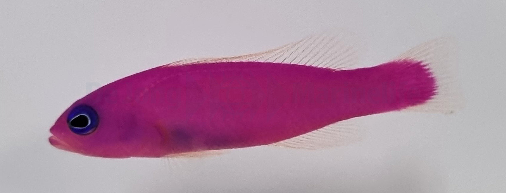 Pictichromis porphyrea - Magenta Dwergbaars