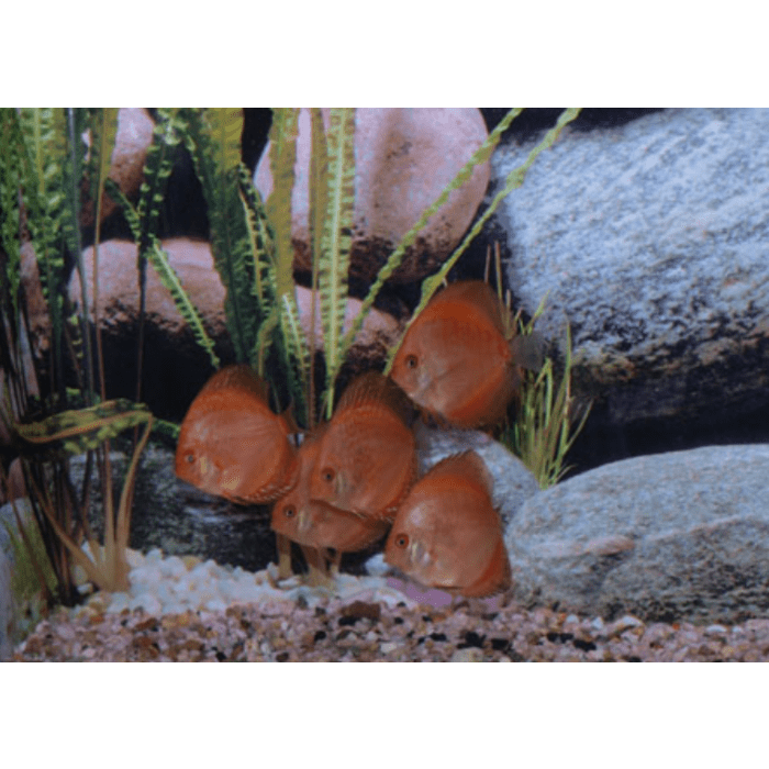 Stendker Pigeon Blood Discusvis