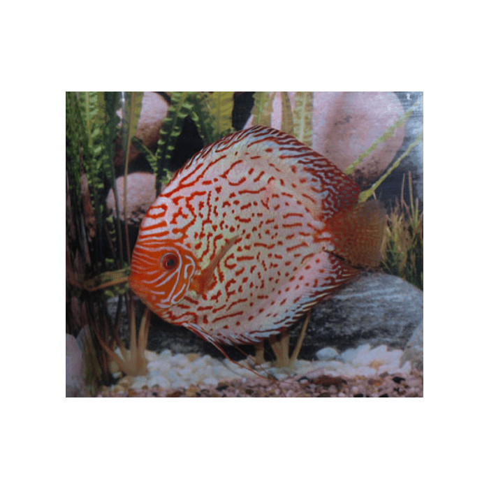 Stendker Pigeon Blood Discusvis