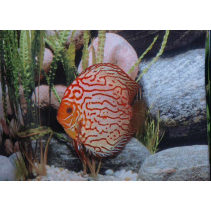 Stendker Pigeon Blood Blue Discusvis