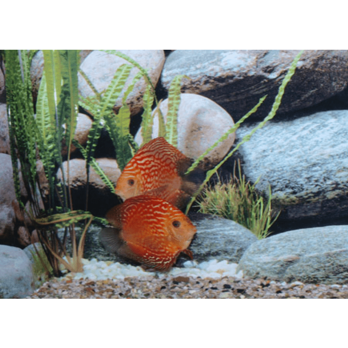 Stendker Pigeon Blood Red Discusvis