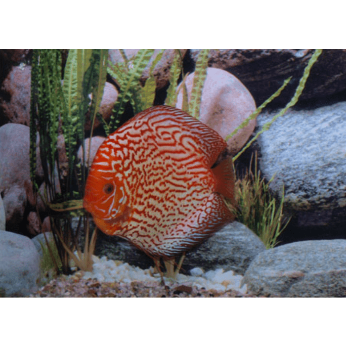 Stendker Pigeon Blood Red Discusvis