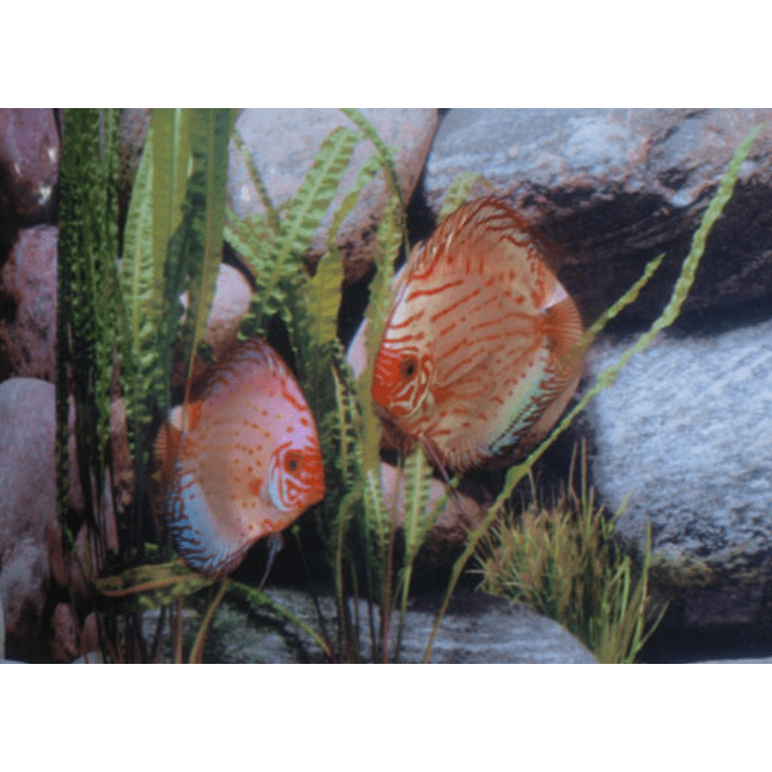 Stendker Pigeon Blood Silber Diskusfisch