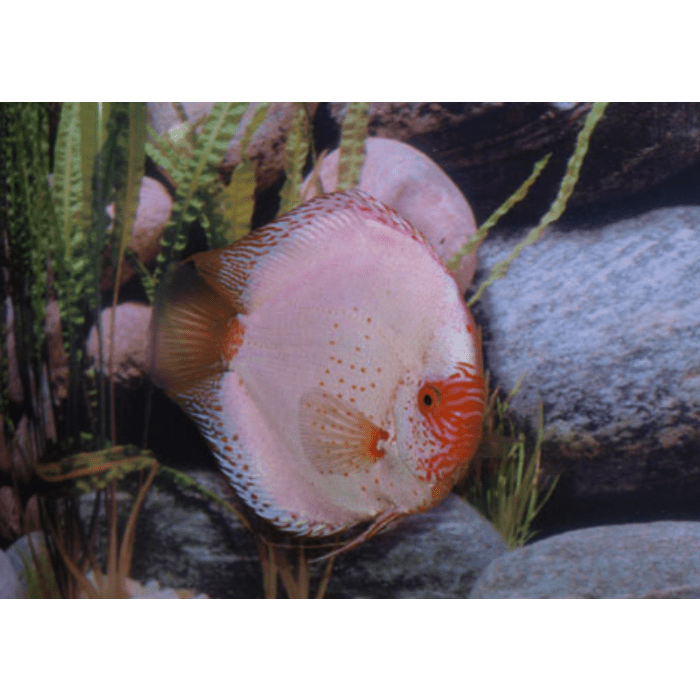 Stendker Pigeon Blood Silver Discusvis