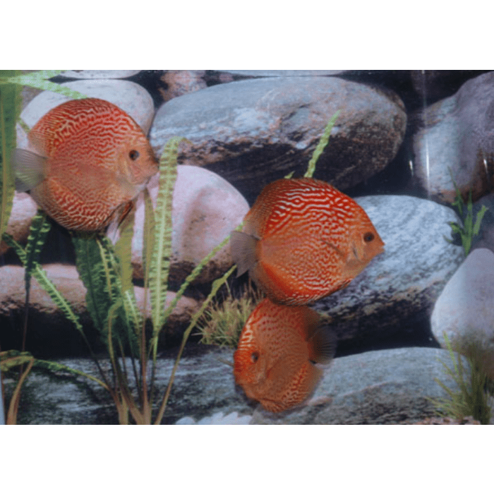 Stendker Taubenblut Schlange Diskusfisch