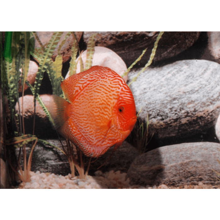 Stendker Pigeon Blood Snake Discusvis