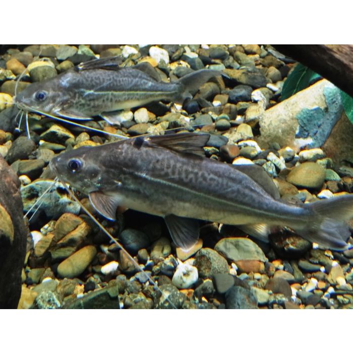 Pimelodus Ornatus Antennemeerval Zuid Amerika