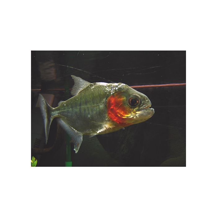 Serrasalmus Manueli / Piranha Manueli