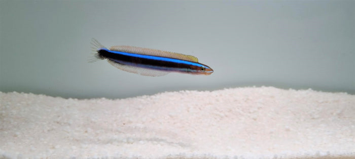 Plagiotremus rhinorhynchos - Bluestriped fangblenny