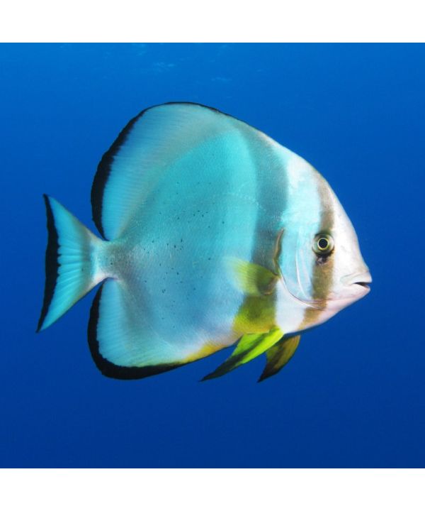 Platax orbicularis - Ronde Vleermuisvis