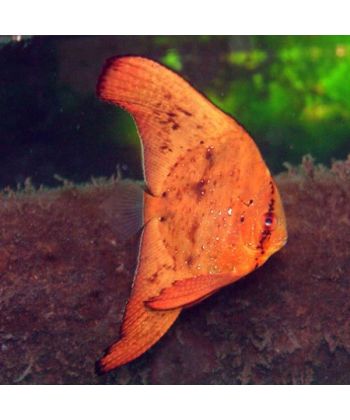 Platax orbicularis - Ronde Vleermuisvis