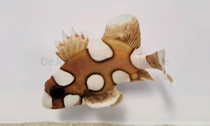 Plectorhinchus chaetodonoides - Harlequin Sweetlips