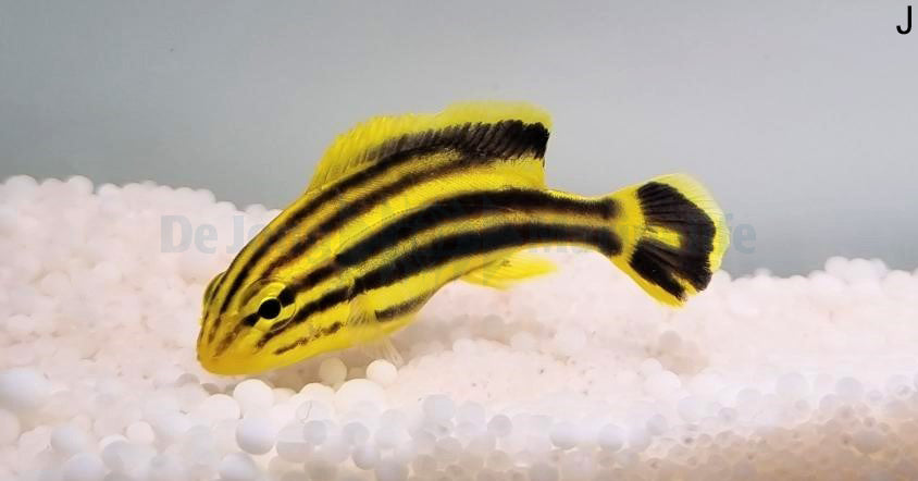 Plectorhinchus gaterinus - Afrikaanse Diklip