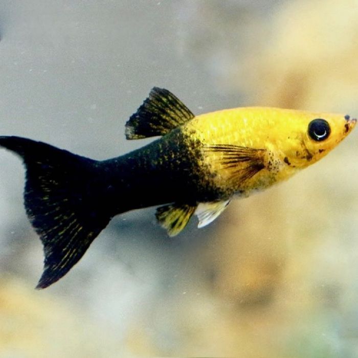 Poecilia Sphenops Molly - Panda Zwart/Goud Lierstaart