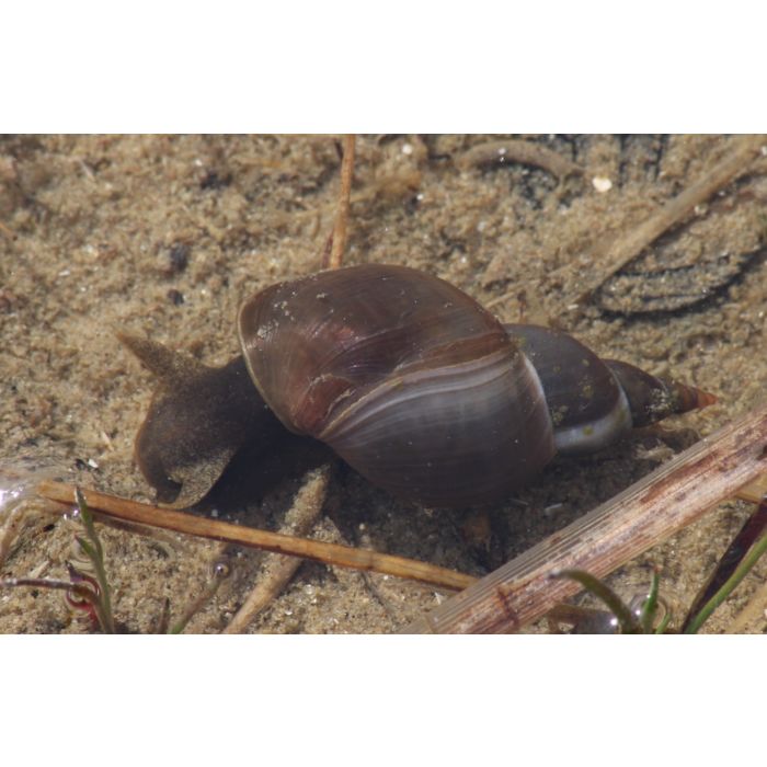 Poelslak, Lymnaeidae. Slak voor in je vijver.