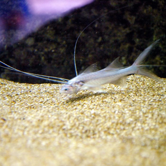 Polynemus Multifilis