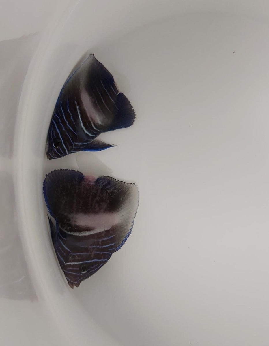 Pomacanthus maculosus (White bar) - Yellowbar Angelfish (White bar sp)