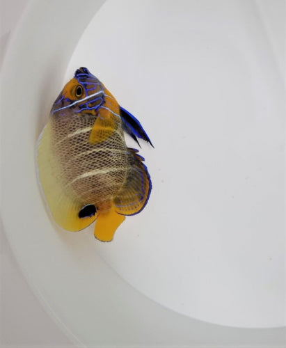 Pomacanthus xanthometopon - Blauwkop Keizersvis