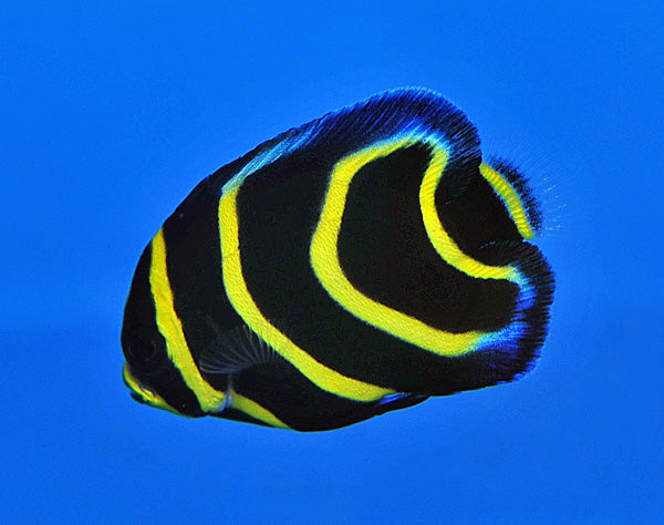 Pomacanthus zonipectus - Cortez angelfish