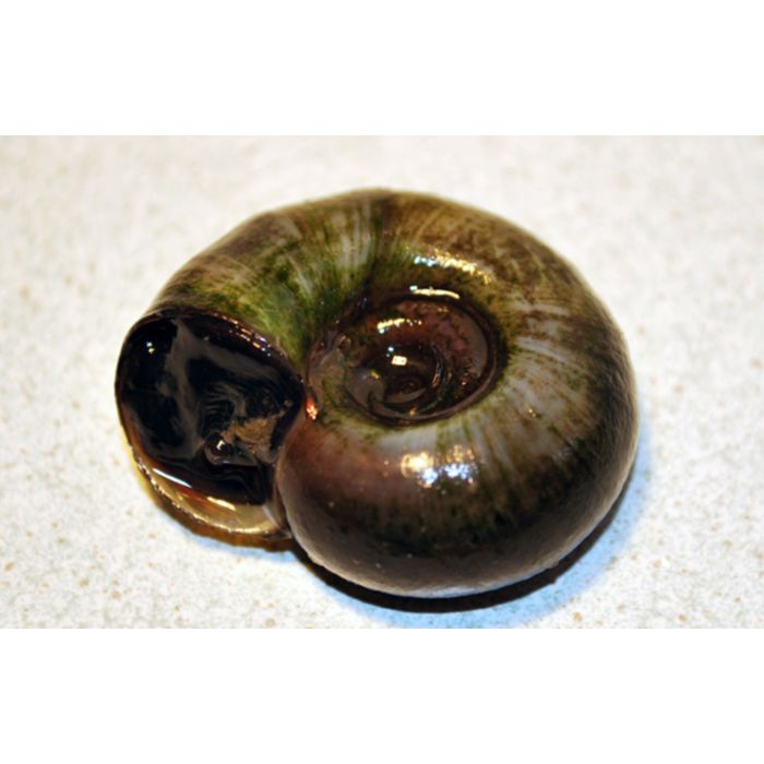 Posthoornslak Planorbarius Corneus