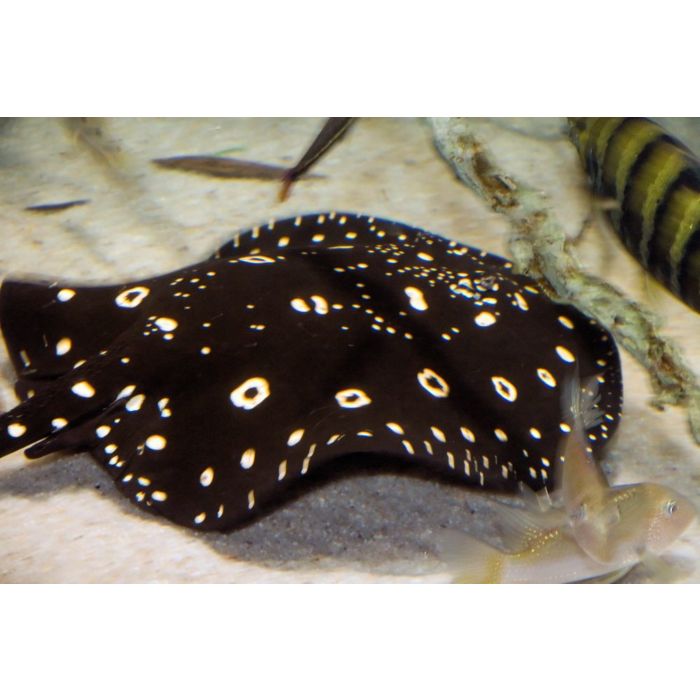 Potamotrygon leopoldi - Witgevlekte zoetwaterrog